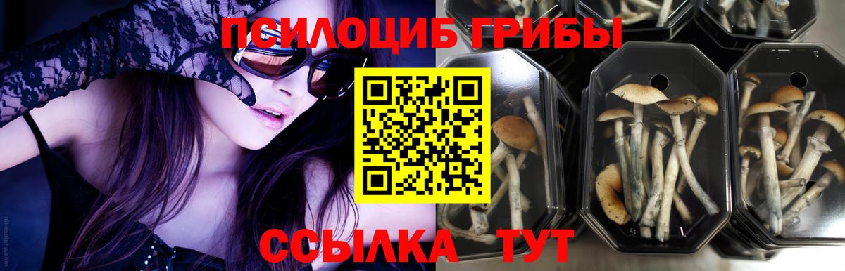 Псилоцибиновые грибы Cubensis  Вход с VPN  Котовск 